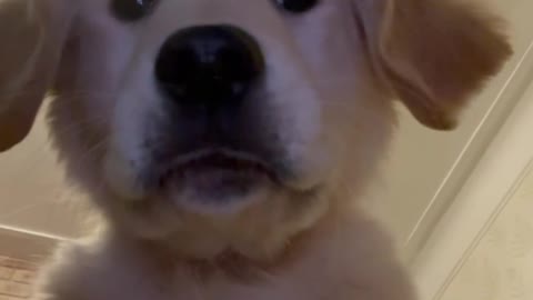 Leo the Golden Puppy Plays with Phone