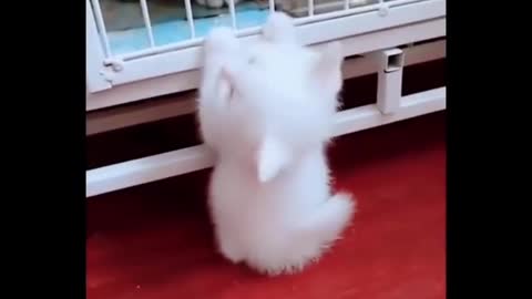 Cute and funny animal complection