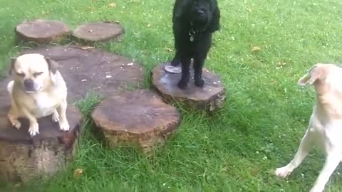 Happy dogs