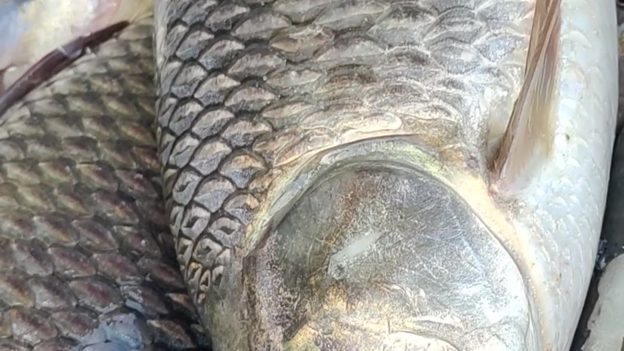 kalibous fish nice video in fish market#shorts