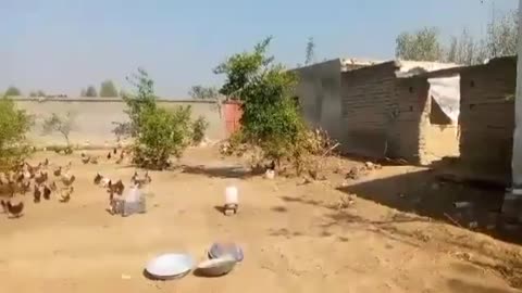 Feed for hens