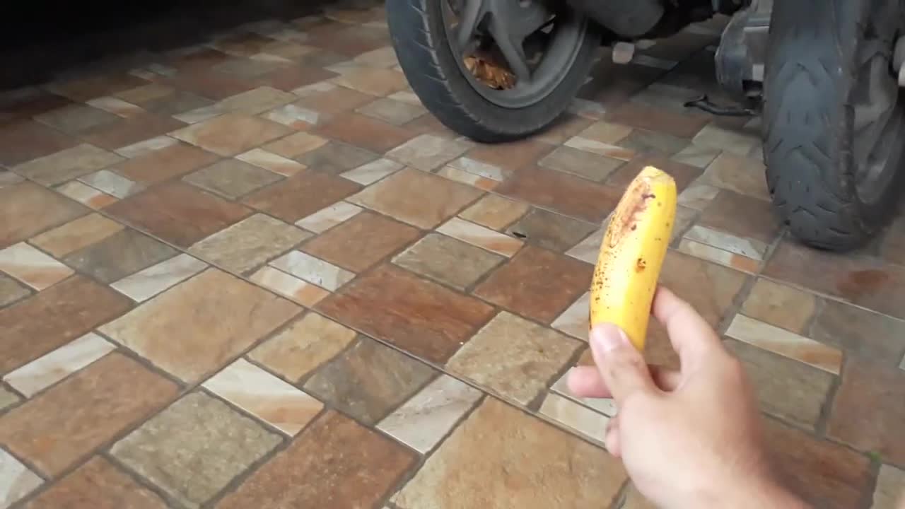 Sulcata Tortoise Eating Banana (Sulaiman) - Hand Feeding-3