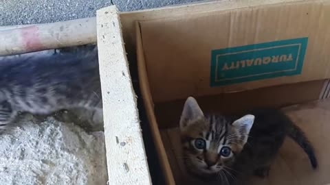 Mom cat talking to her kittens