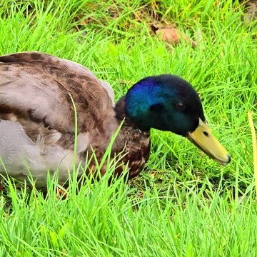 Ducks looking for food by a river / Waterfowl by a river.