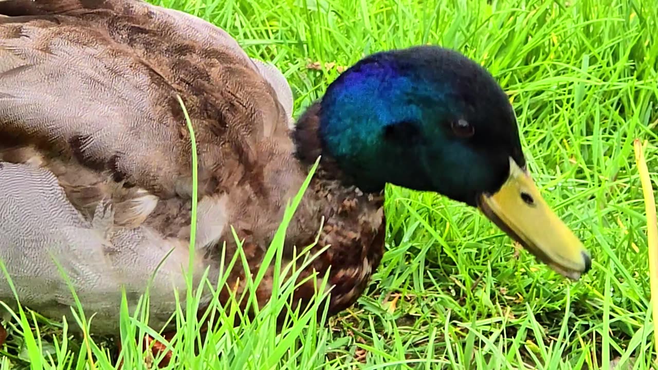 Ducks looking for food by a river / Waterfowl by a river.