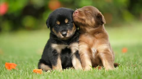 Cute Puppies