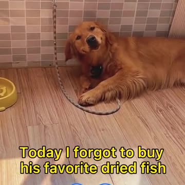 Dog cries when owner forgot to buy his food