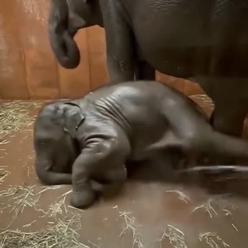 cute baby elephant _ #shorts #FunnyAnimalVideo #short #elephant 2023