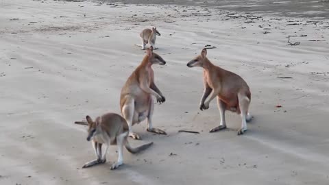 Wallaby Fight on the beach of Cape Hillsborough