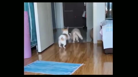 Funny video of cat and dog