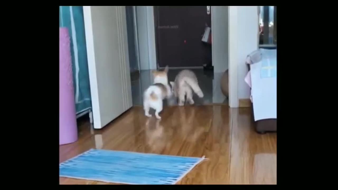 Funny video of cat and dog