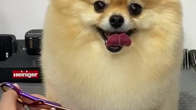 #pets #petlover #dog#doglover #cutebaby #cute #animals #lovely