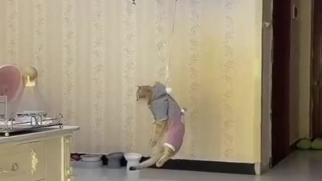 funny cat