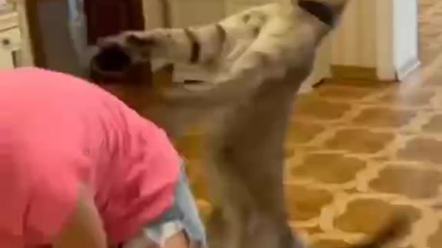 just laughter tiger wanted ...
