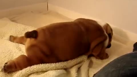 Baby Bulldog playing