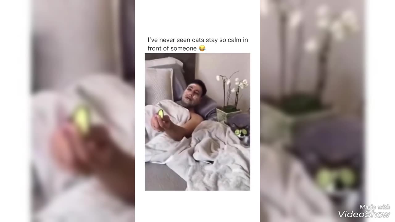 Dog & Cat Funny Video (Animals Funny videos)