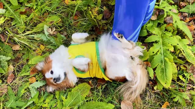 Pets playing football Soccer song by Tefi and Baksi