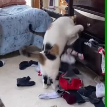 😂Who has a cat like this?