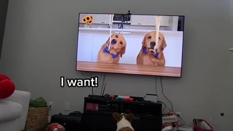 Does your Dog React Like Plump? 🤣🐶