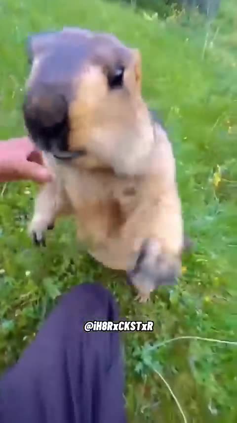 marmot compilation || Cute 😍😍 #shorts