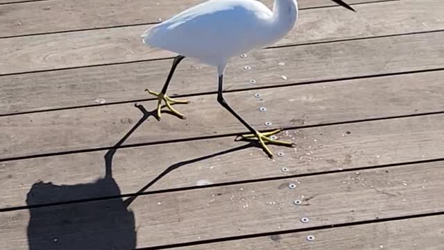 Egret wildlife on fishing pier