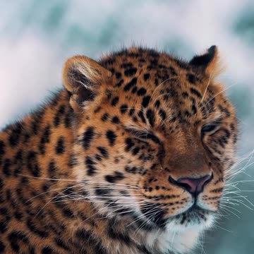 Wild life best life 🐆🐯