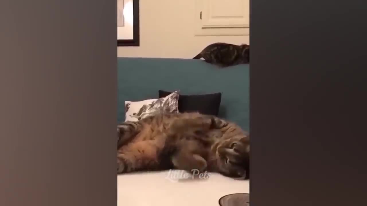 Funniest Animals 2023 π Best Cats and Dogs Videos πΆπΈ
