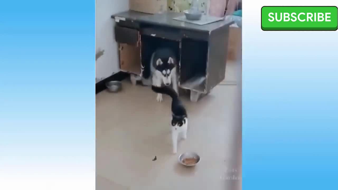 funny cats, funny movement😻