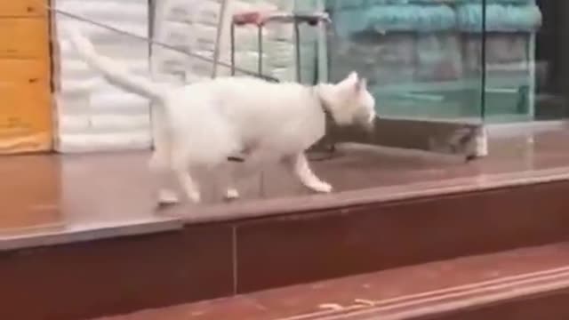 Walking Cat