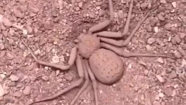 The six-eyed sand spider hiding itself 😳