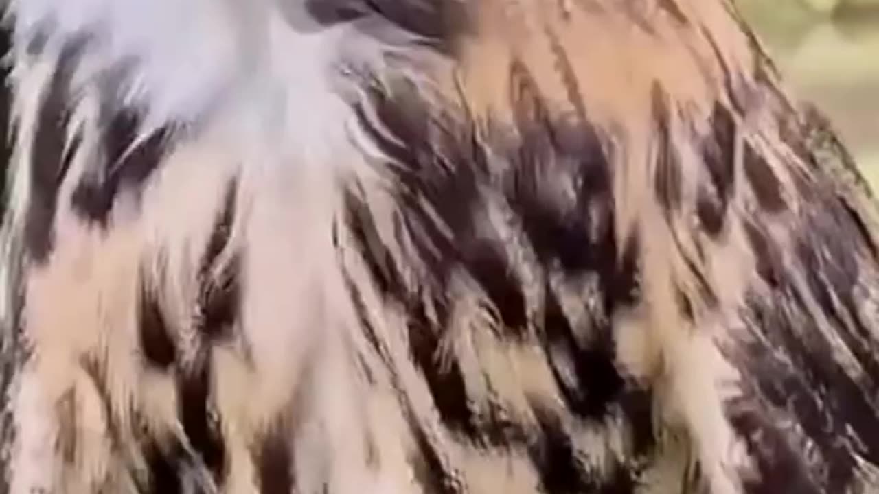 owl