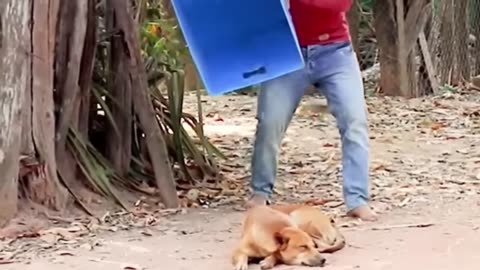 Troll Prank Dog Funny & fake Lion and Fake Tiger Prank To dog & Huge Box Prank to dog