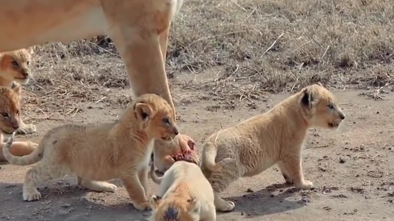 OMG! The Cutest Lion Cubs EVER !