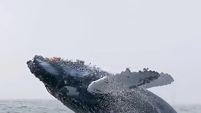 Wonderful Blue whale