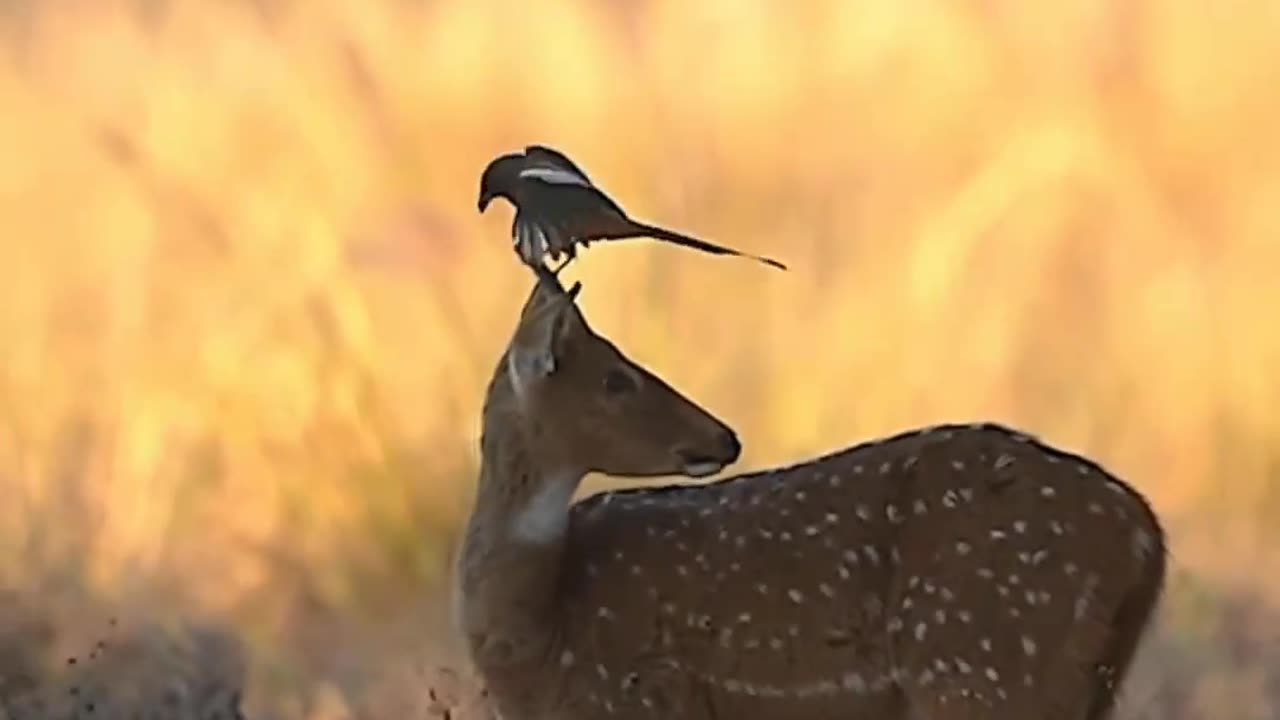 Animals