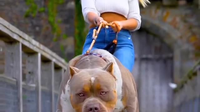 Girl with pitbull