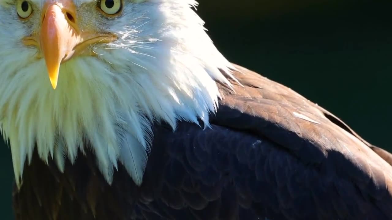 Facts about Bald Eagles