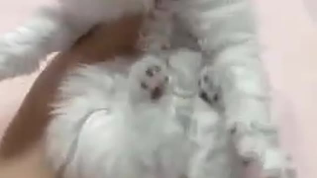 Funny Cats Compilation (Most Popular) Part 1