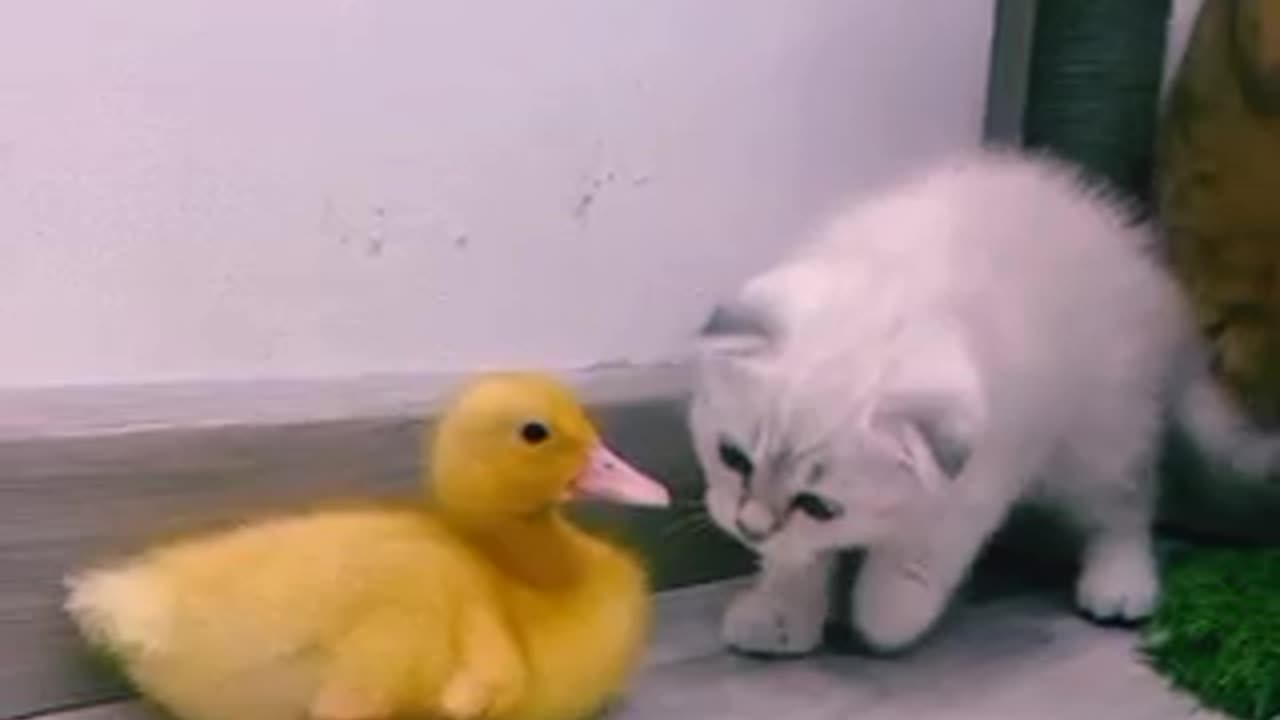 Duck and cats 🐈 love incredible