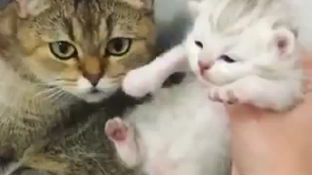 Omg!!! Cat Too adorable