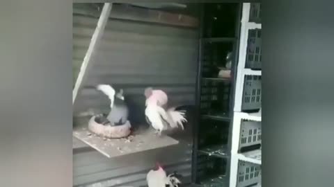 Laugh out Loud with this Hilarious Animal Video!
