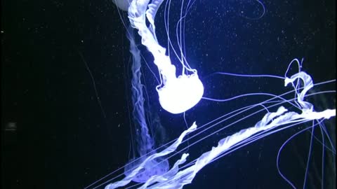 DEEP OCEAN - Drifting Jellyfish with Ambient and Calming Music for Relaxation-3