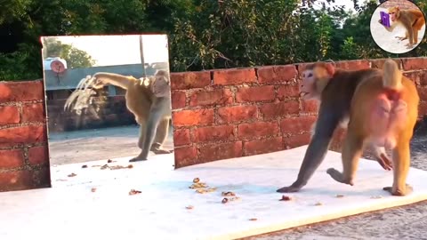 Prank Monkey with Mirror - Amazing Animals