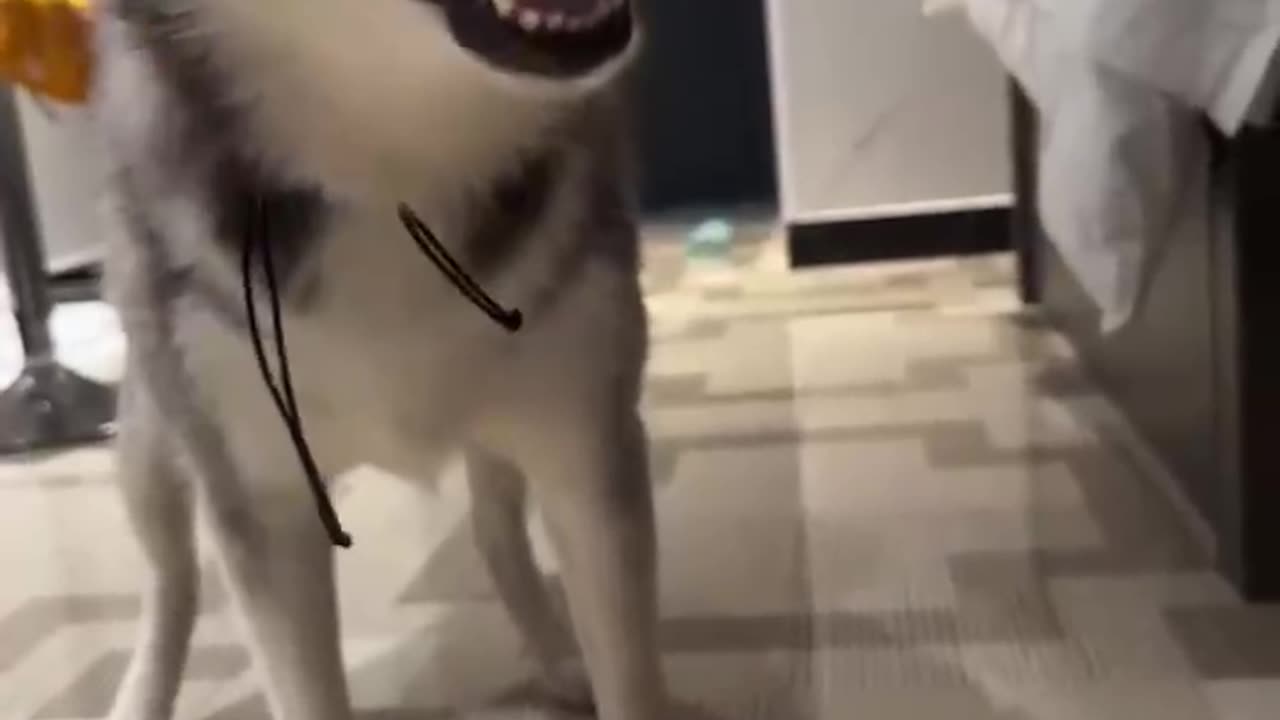 The Sneezing Husky！