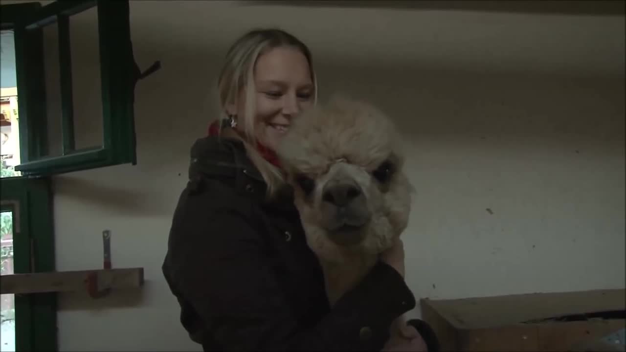 Cute Alpacas in German Farm