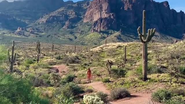 Arizona's desert plants after it rains