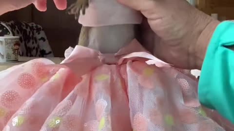 Funny cats video