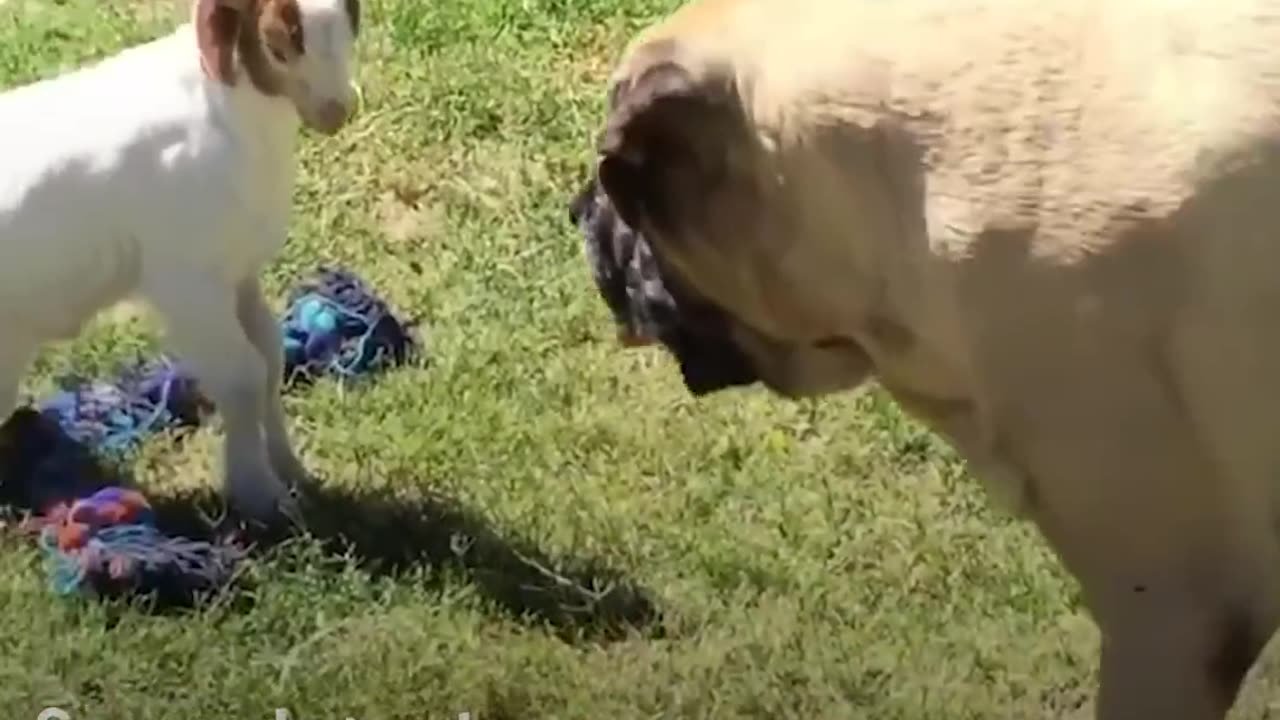 Massive Dog Adopts Special Needs Goat - SAMMY & CHANCE | The Dodo Odd Couples