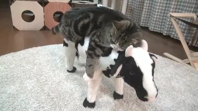 Cats and toy cows