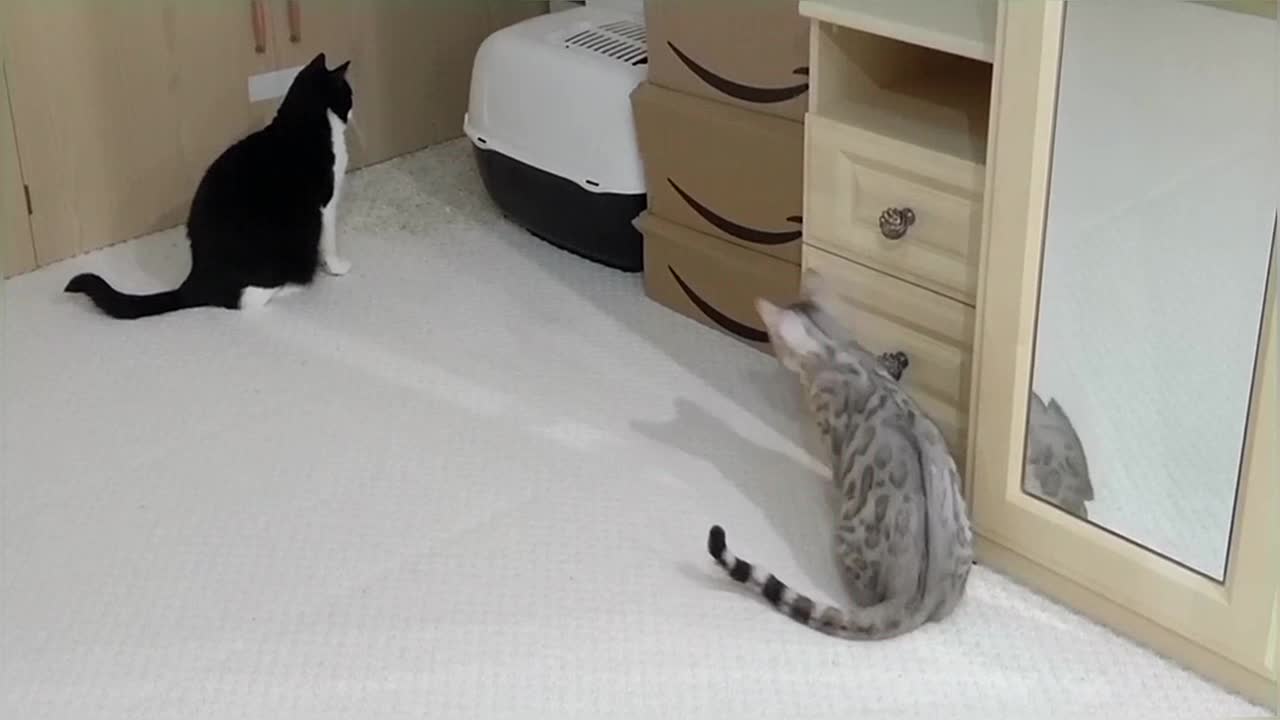 Bengal Kittens Vs Older Cats